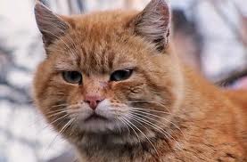 Мама, он меня бьет!