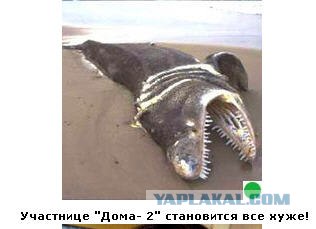Автодемотиватор на ЯПе