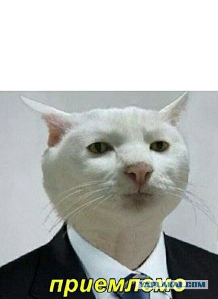 Теперь все ножи будут наточены