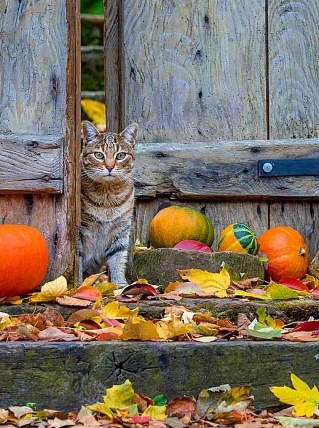 Осенний кот