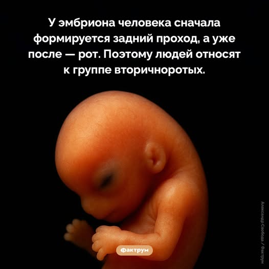Баянопад