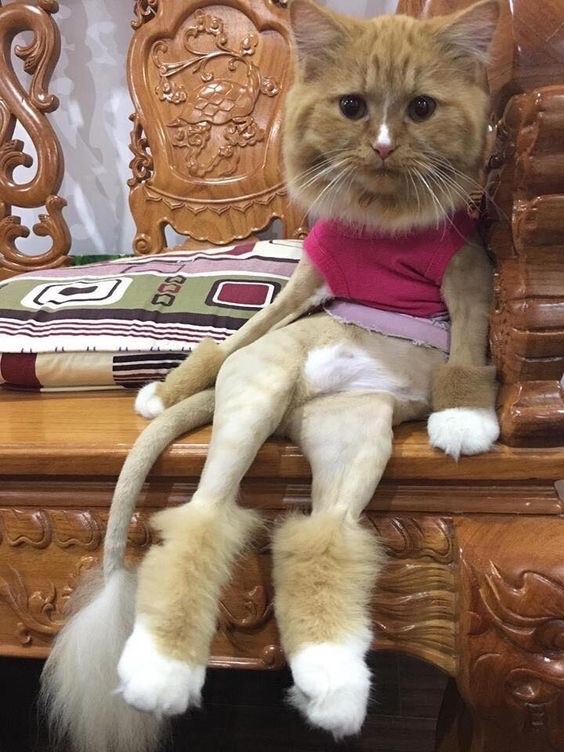 Пожилая женщина каждый день наряжает и фотографирует своего кота