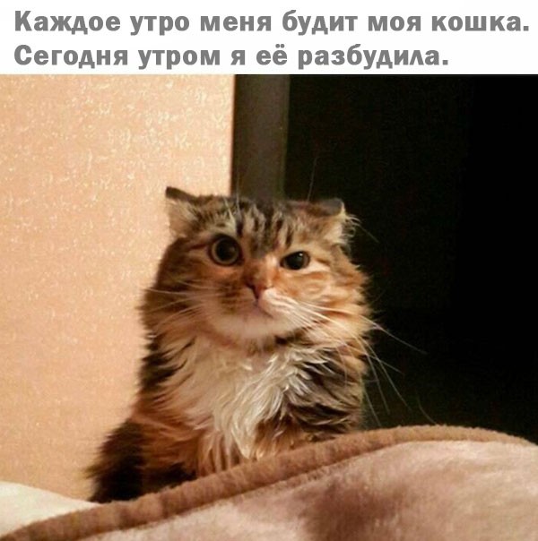 Подборка картинок к котовторнику