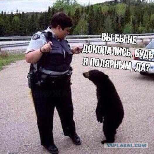 Картинки для деградации 261 (разной степени свежести)