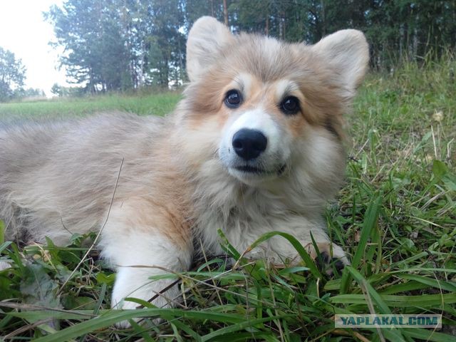 В мире животных