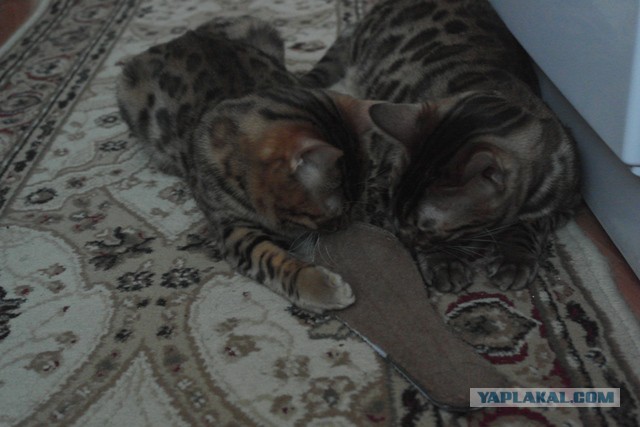 Коты ученых