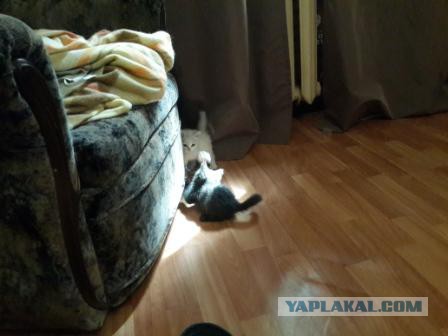 Кот, котята и немножко РПЦ.