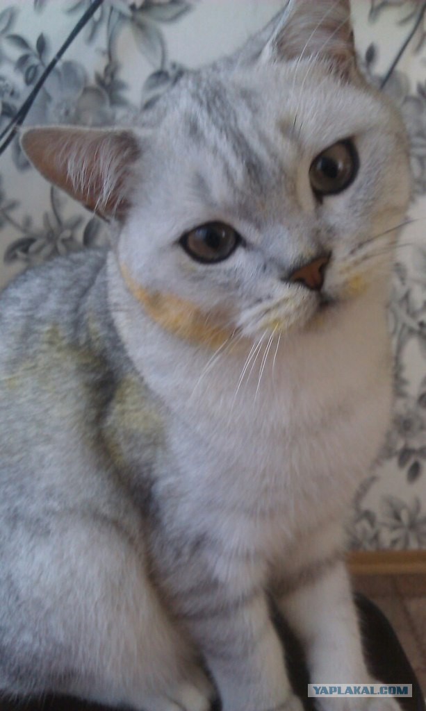 Котовторник 22.07.14