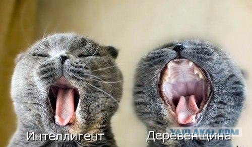 Веселые картинки