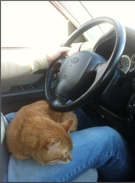 Котовторник