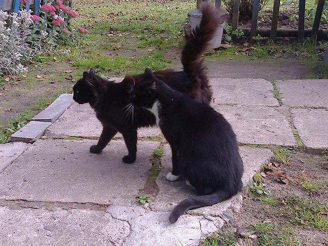 Котовторник