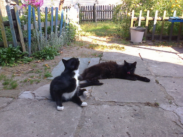 Котовторник