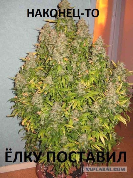 Елочная фаллометрия