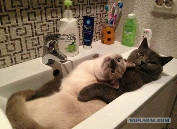 Котовторник 11.08.2015