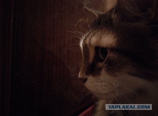 Котовторник 25.08.2015