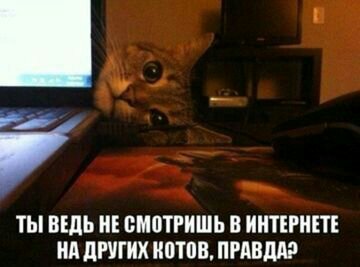 Прикольные коты