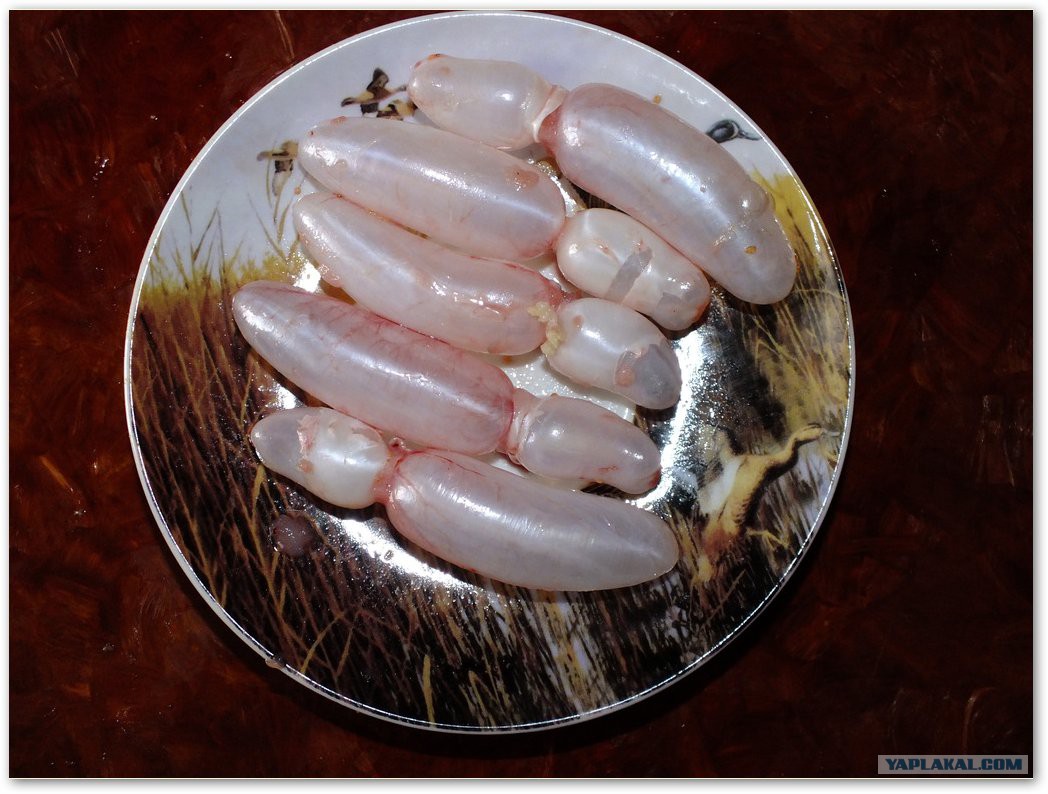 Можно ли есть пузырь рыбы. Плавательный пузырь орган. Функции плавательного пузыря у рыб. Внутреннее строение сельдеобразных рыб. Строение плавательного пузыря у рыб.