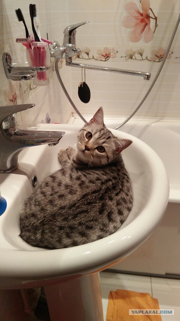 Котовторник 15.12.2015