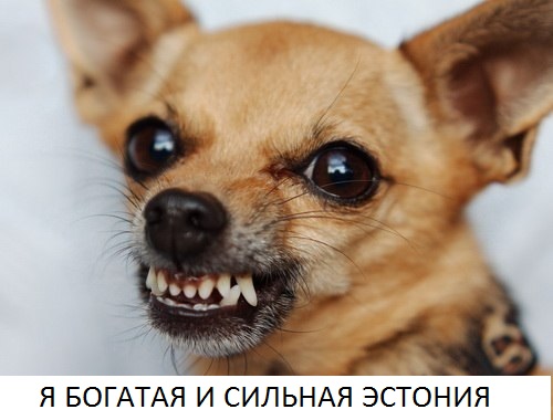 «Нищета Эстонии из-за России» рассмешила Захарову