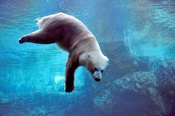 Мохнатые беспредельщики