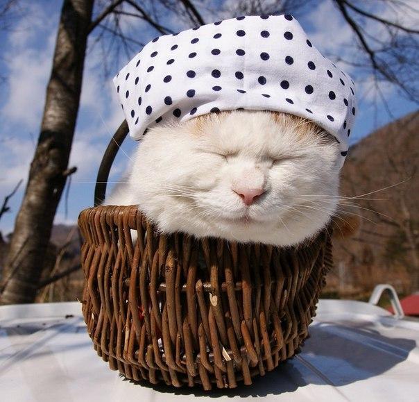 Мохнатые беспредельщики