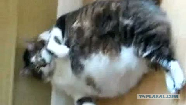 Извинения от кафе.