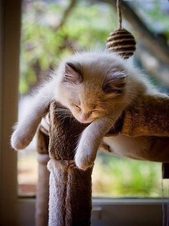 Коты из сети