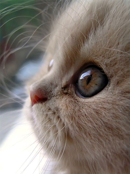 Коты из сети
