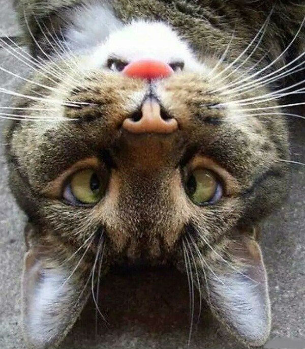 Коты и Кошки