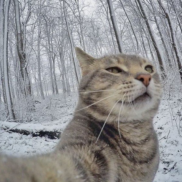 Коты и Кошки