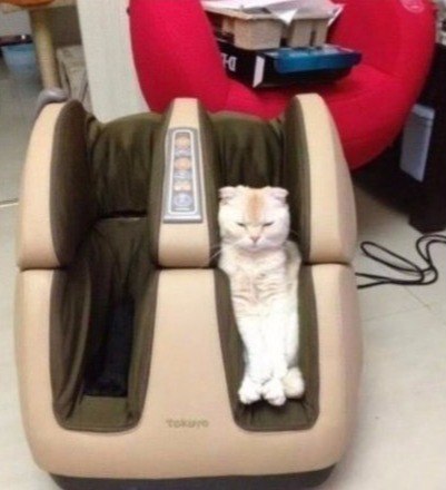 Прикольных котов пост