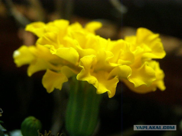 Просто Природа