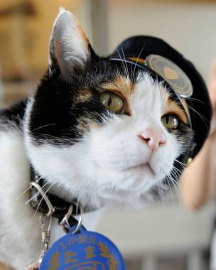 Котофото, сделанные в нужный момент