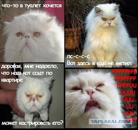 Очкую, я что то