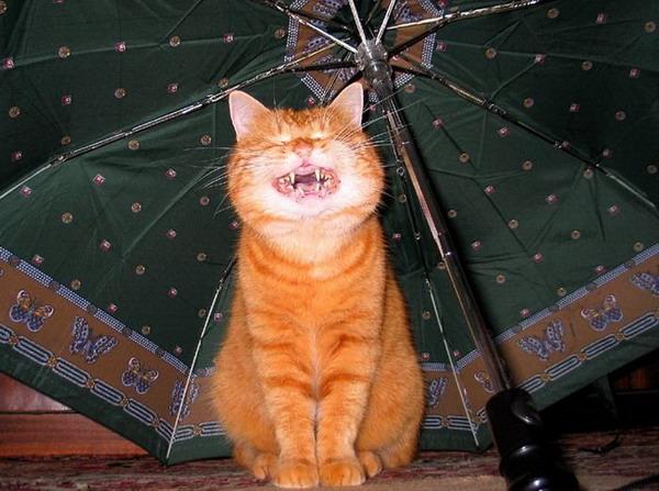 Прикольные коты на среду! ОЧЕНЬ МНОГО! Часть 2
