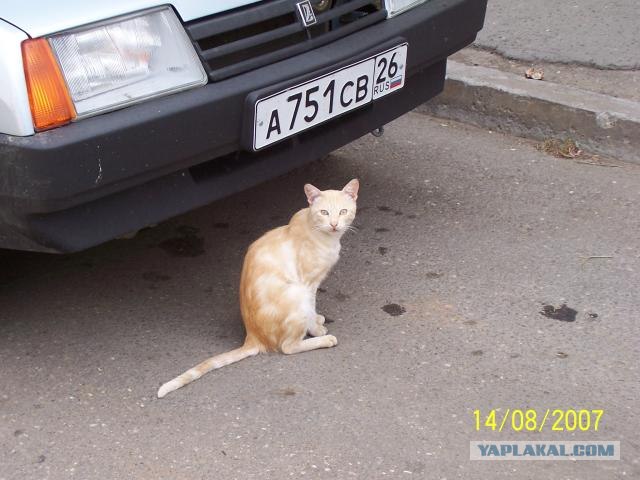 Котовторник на ЯПлакал!