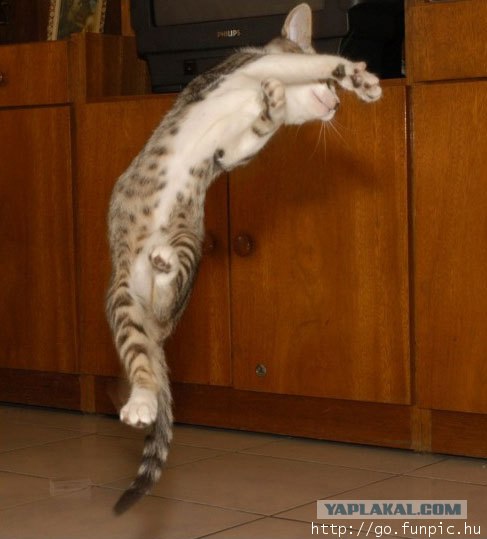 УРРААА ! Котовторник на ЯПлакалъ !