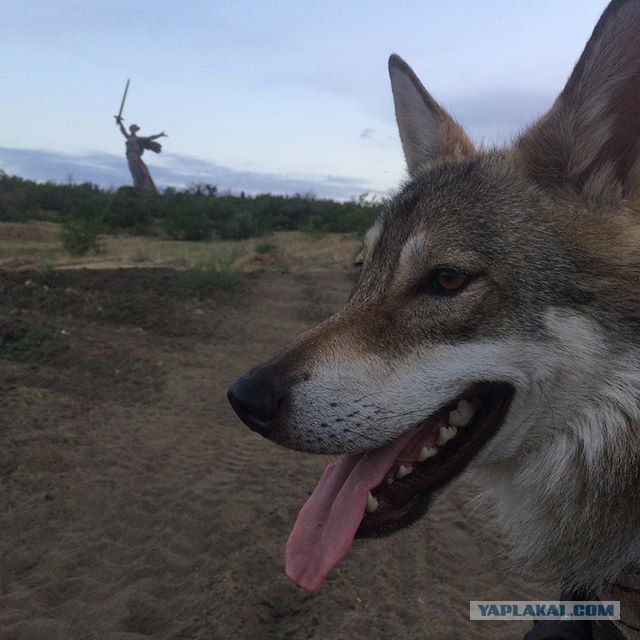 Волк. В четверг