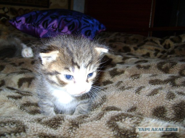 Котовторник на ЯПлакалъ: Кото и кто-то!