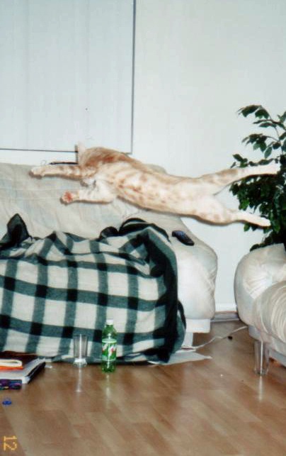 Котовторник на 03.02.2009