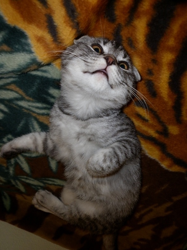 Начинаем котовторник!