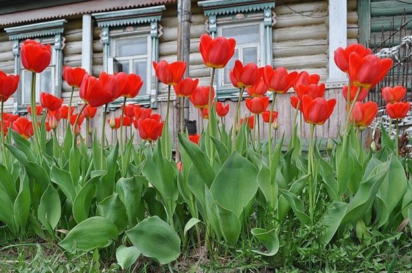 Сельский позитив