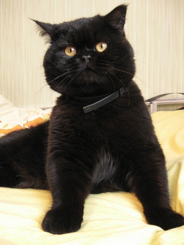 Котовторник объявляется открытым!