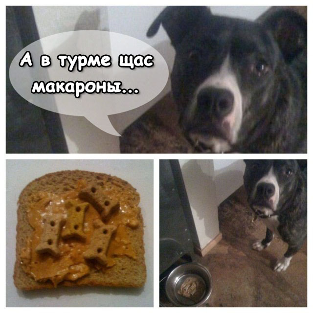 Добрый хозяин