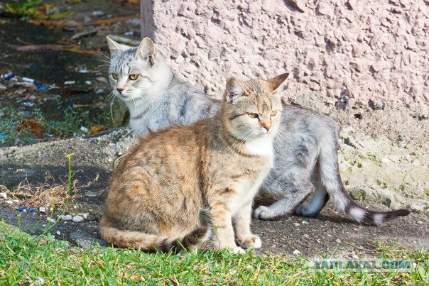 Котовторник 20.12.2011