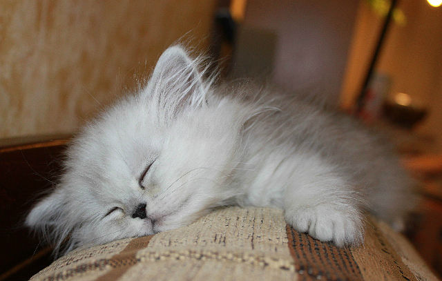 Котовторник 17 января