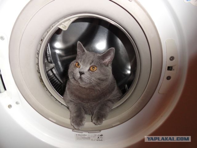 Котовторник  19.06.2012