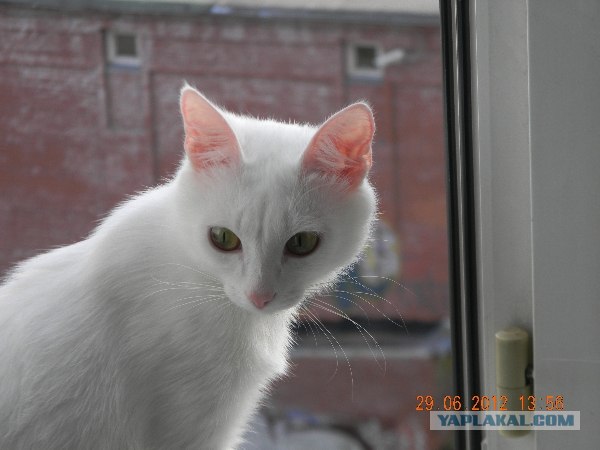 Котовторник 03 07 2012