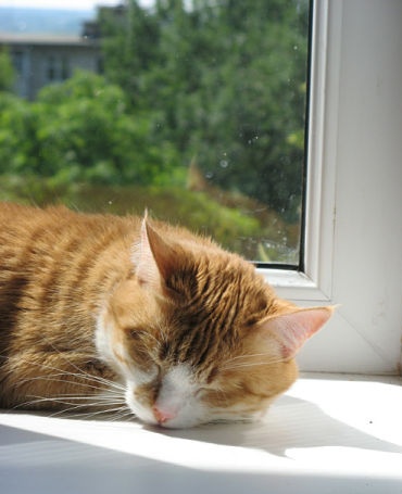 Котовторник  17.07.2012