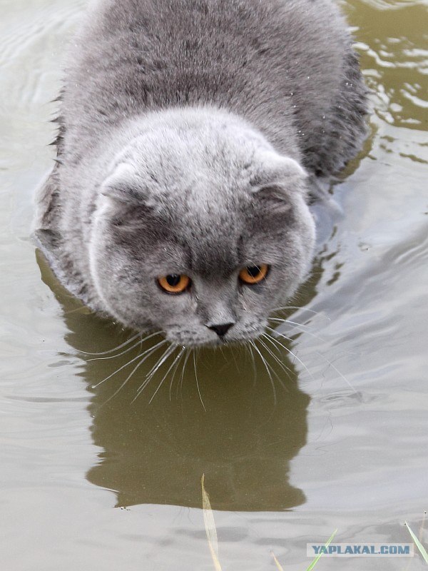 Котовторник 31.07.2012 г.